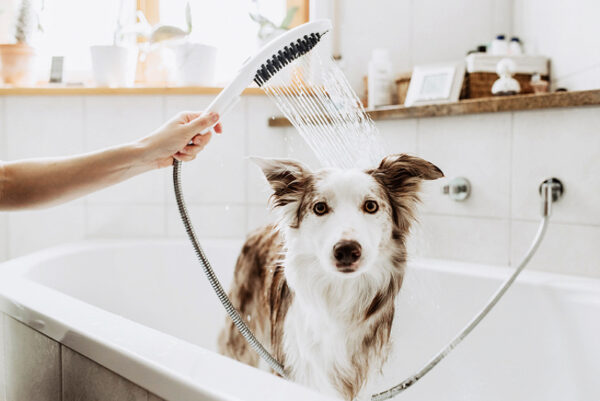 Ручной душ Hansgrohe DogShower для животных, черный матовый